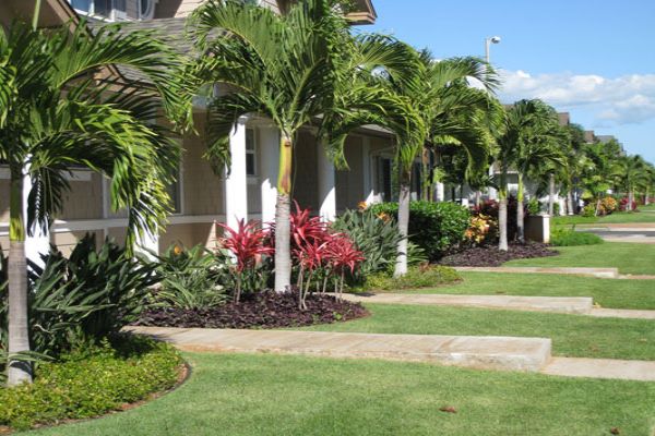 Palm-lined walkway through a residential community